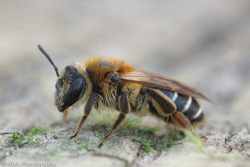 Andrena dorsata